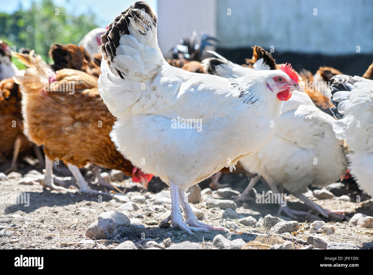 Poulets sur gamme traditionnelle de ferme avicole. Banque D'Images