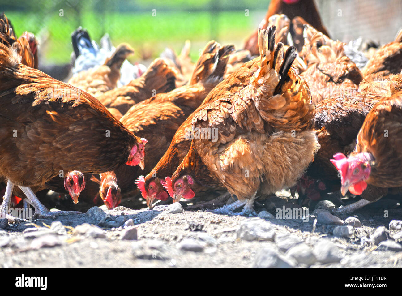 Poulets sur gamme traditionnelle de ferme avicole. Banque D'Images