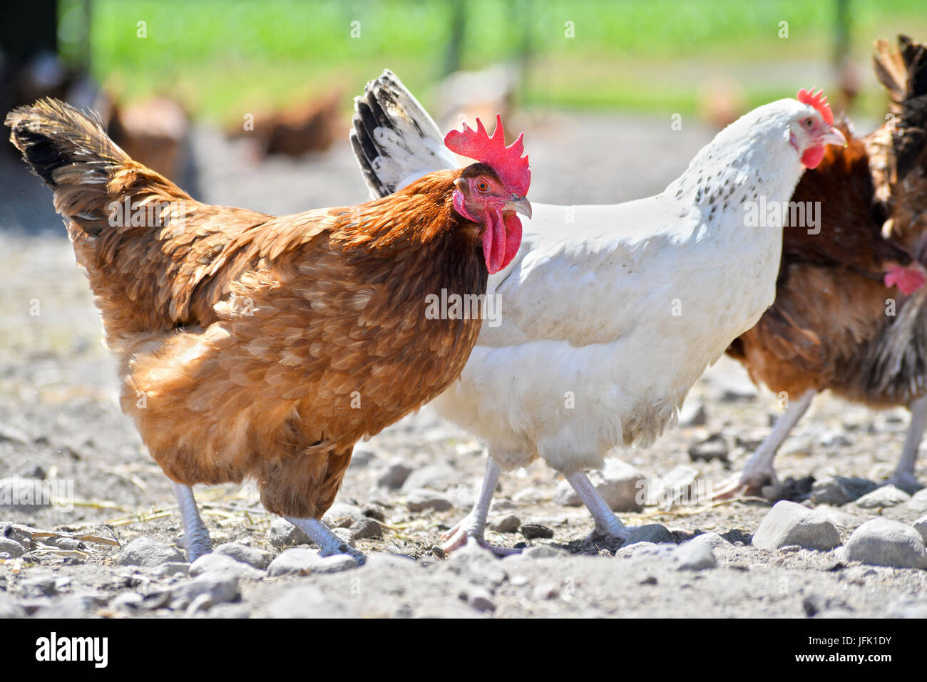 Poulets sur gamme traditionnelle de ferme avicole. Banque D'Images