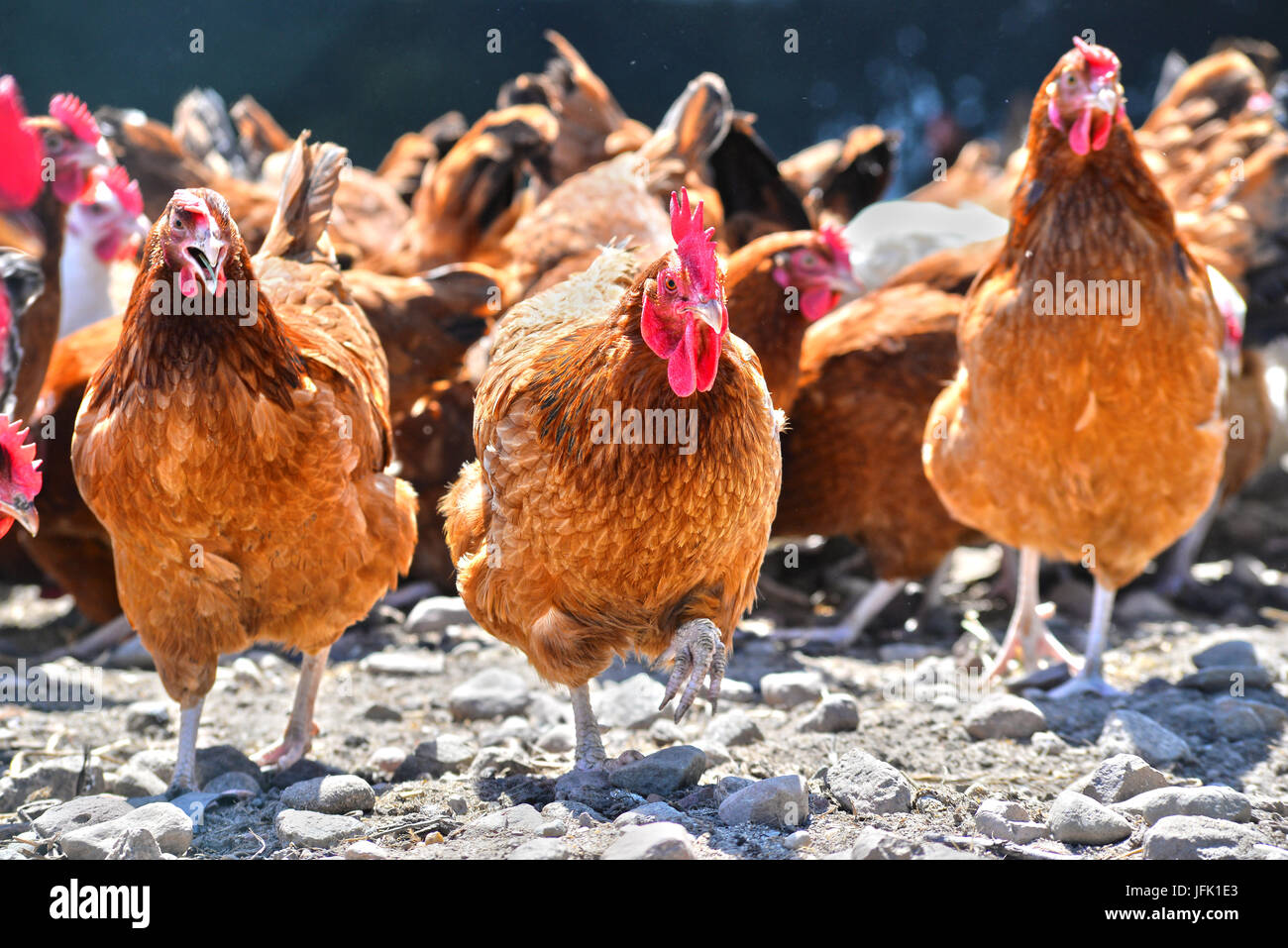 Poulets sur gamme traditionnelle de ferme avicole. Banque D'Images