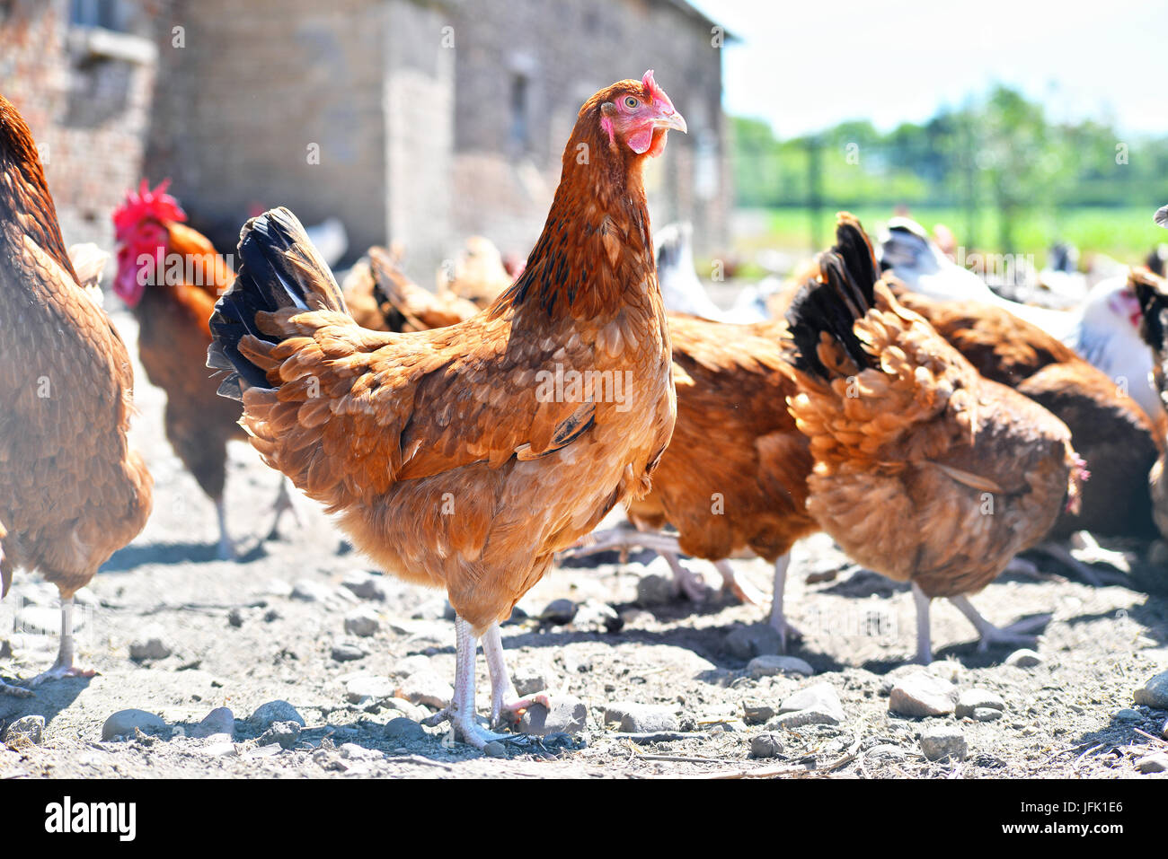 Poulets sur gamme traditionnelle de ferme avicole. Banque D'Images