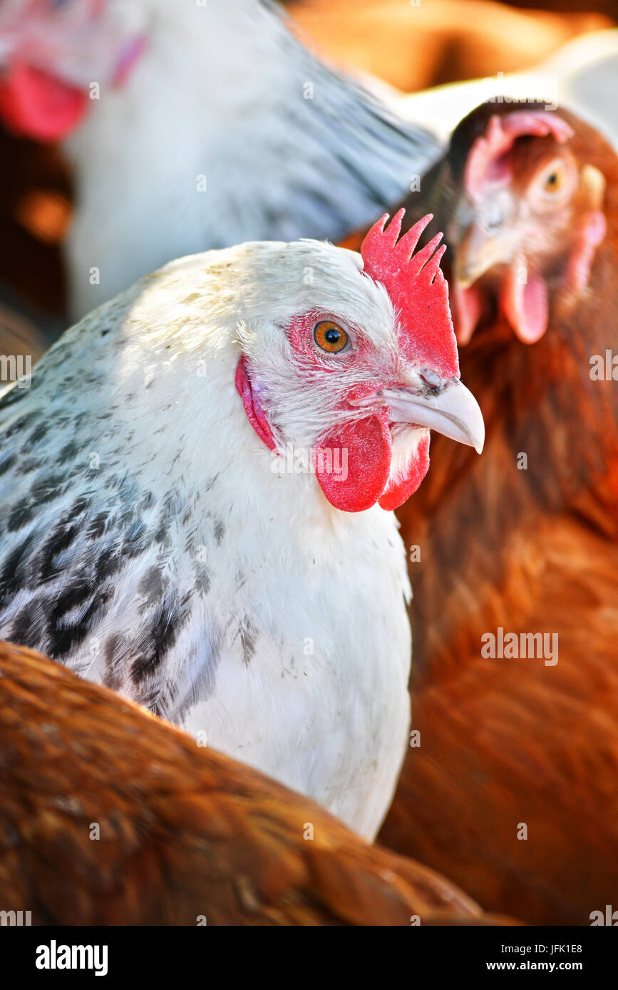 Poulets sur gamme traditionnelle de ferme avicole. Banque D'Images