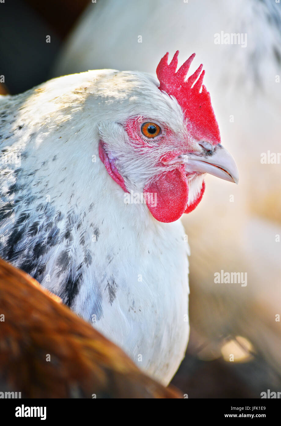 Poulets sur gamme traditionnelle de ferme avicole. Banque D'Images