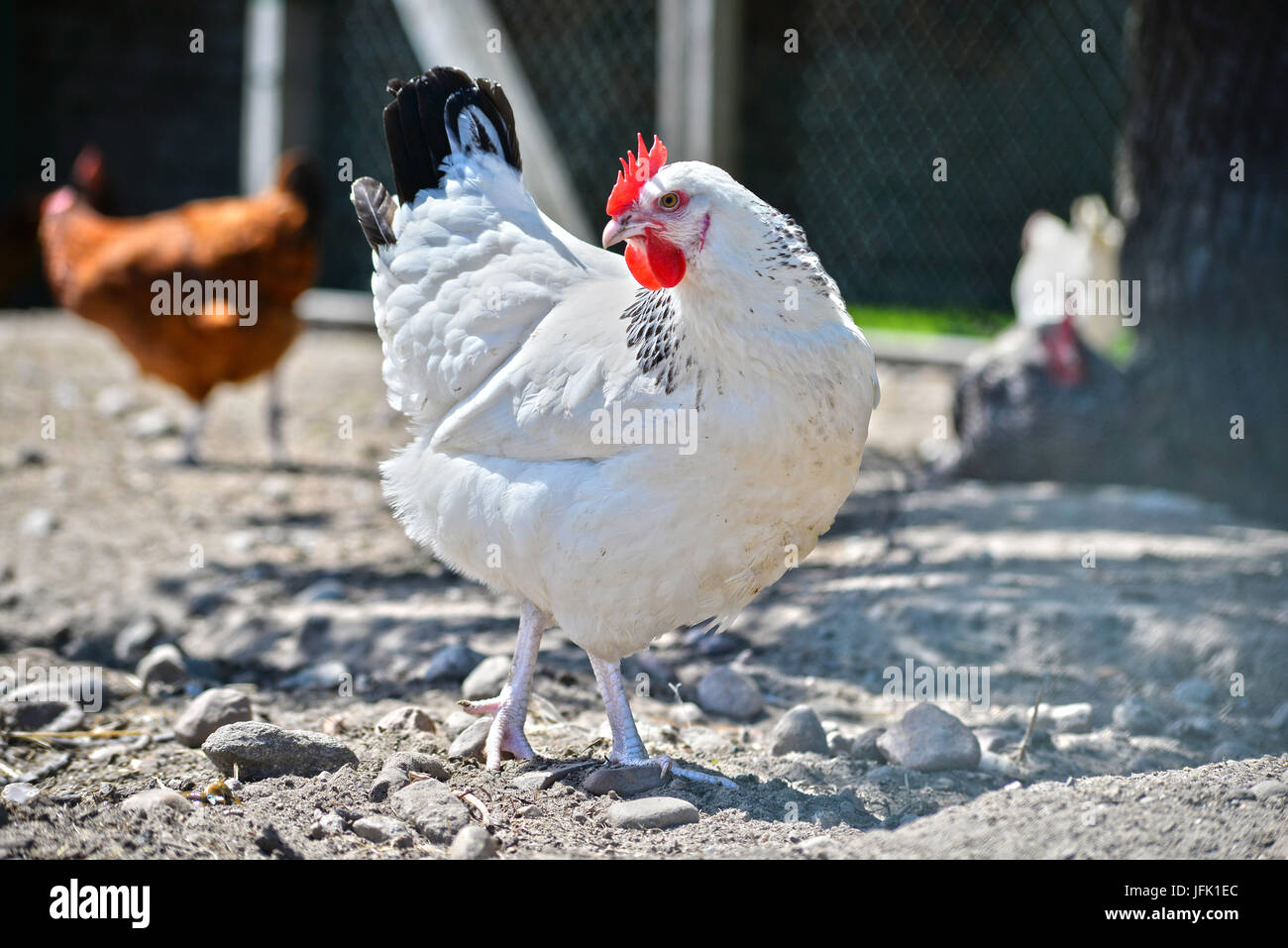 Poulets sur gamme traditionnelle de ferme avicole. Banque D'Images