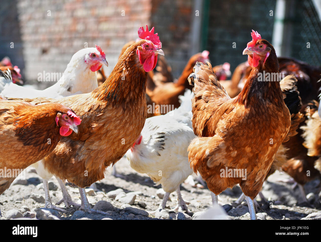 Poulets sur gamme traditionnelle de ferme avicole. Banque D'Images