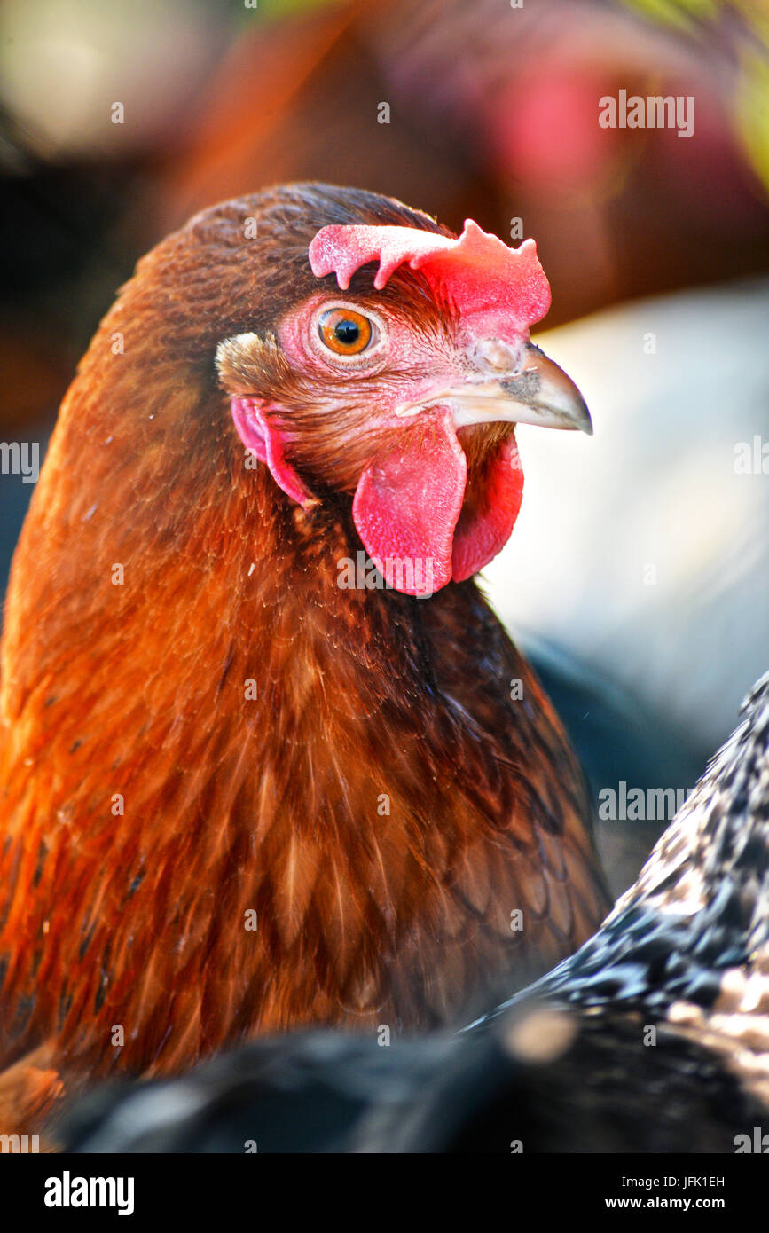 Poulets sur gamme traditionnelle de ferme avicole. Banque D'Images