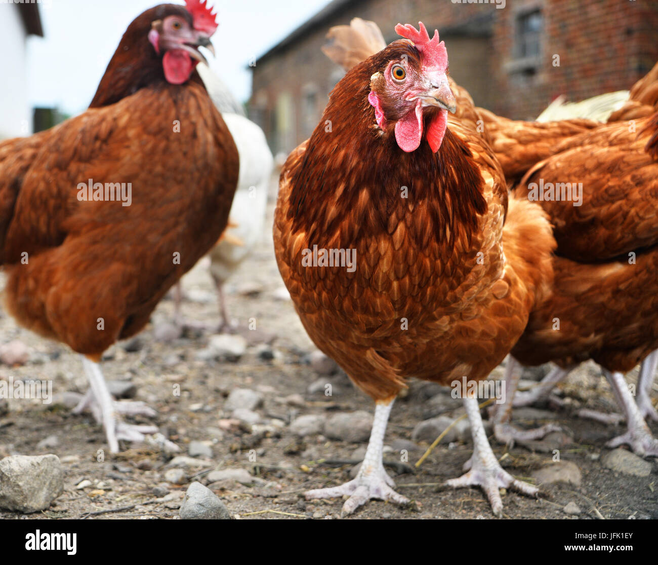 Poulets sur gamme traditionnelle de ferme avicole. Banque D'Images