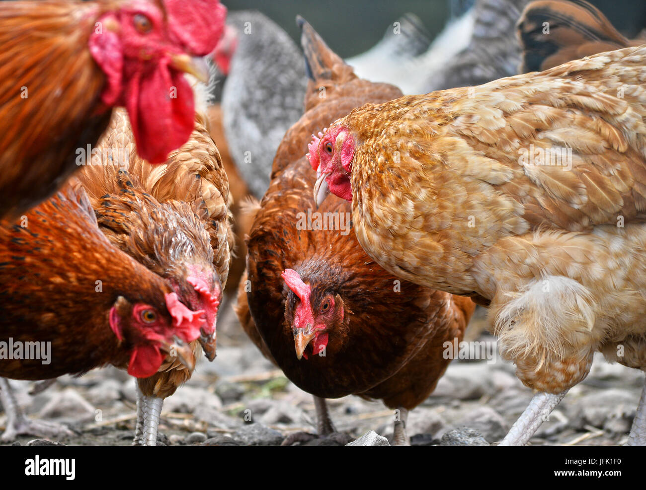 Poulets sur gamme traditionnelle de ferme avicole. Banque D'Images