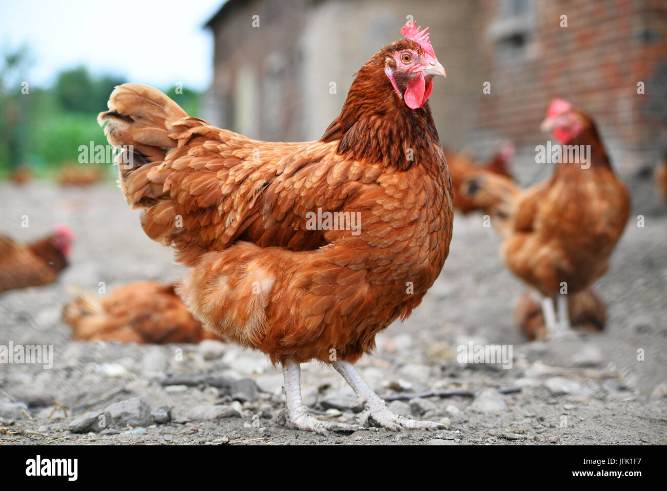 Poulets sur gamme traditionnelle de ferme avicole. Banque D'Images