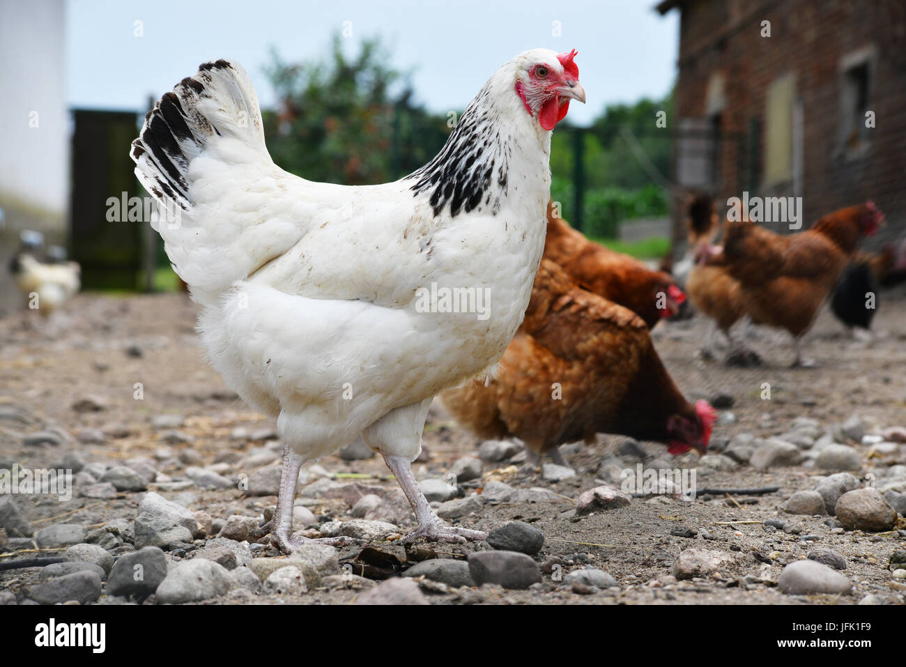 Poulets sur gamme traditionnelle de ferme avicole. Banque D'Images