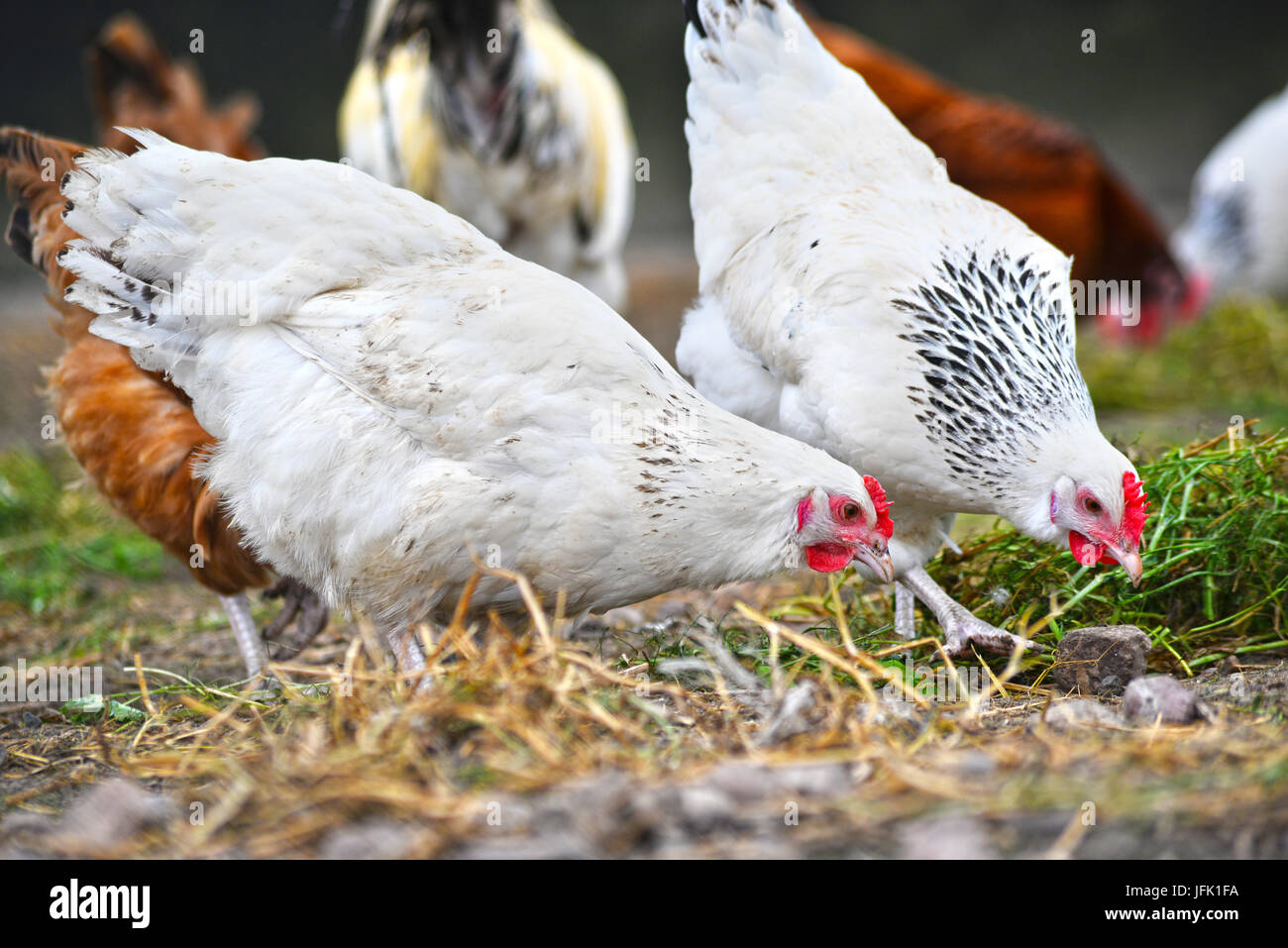 Poulets sur gamme traditionnelle de ferme avicole. Banque D'Images