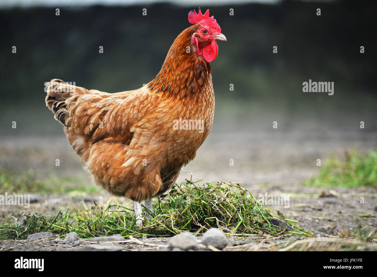 Poulets sur gamme traditionnelle de ferme avicole. Banque D'Images