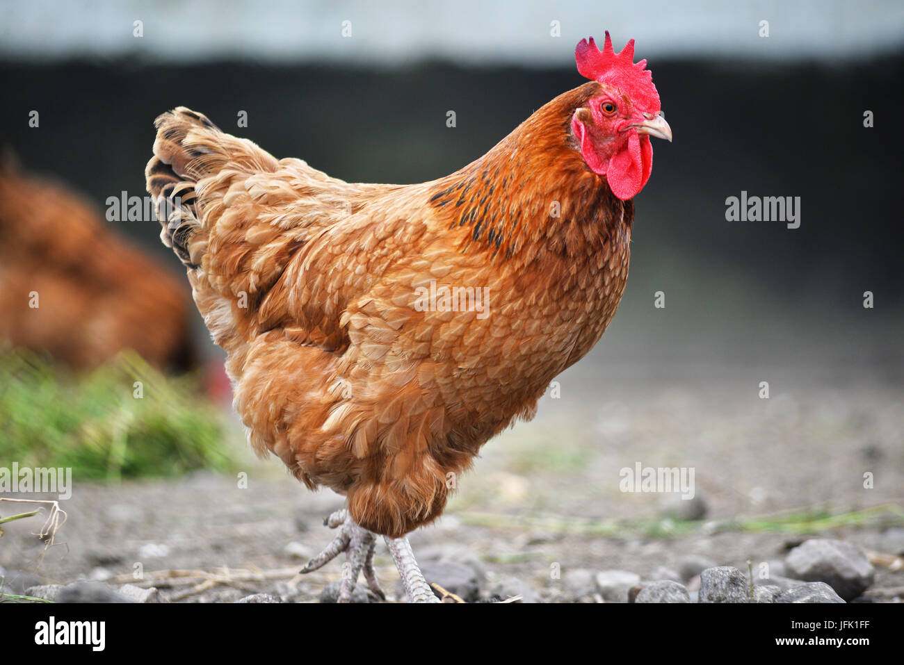 Poulets sur gamme traditionnelle de ferme avicole. Banque D'Images