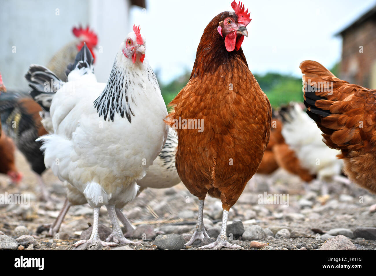 Poulets sur gamme traditionnelle de ferme avicole. Banque D'Images