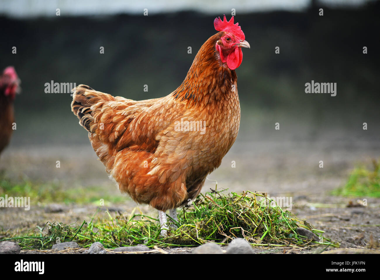 Poulets sur gamme traditionnelle de ferme avicole. Banque D'Images