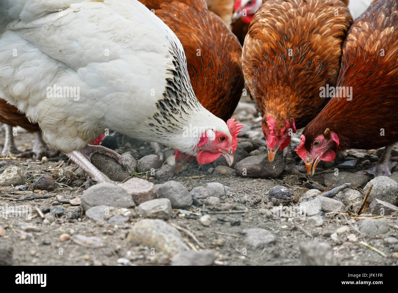 Poulets sur gamme traditionnelle de ferme avicole. Banque D'Images