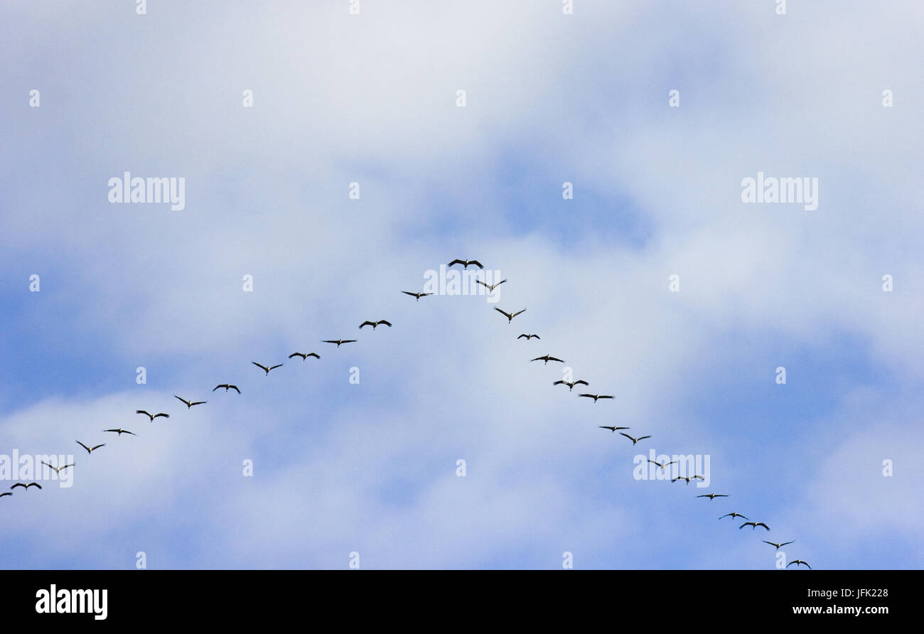 Grues Cendrées en vol formation au passage d'oiseaux Banque D'Images