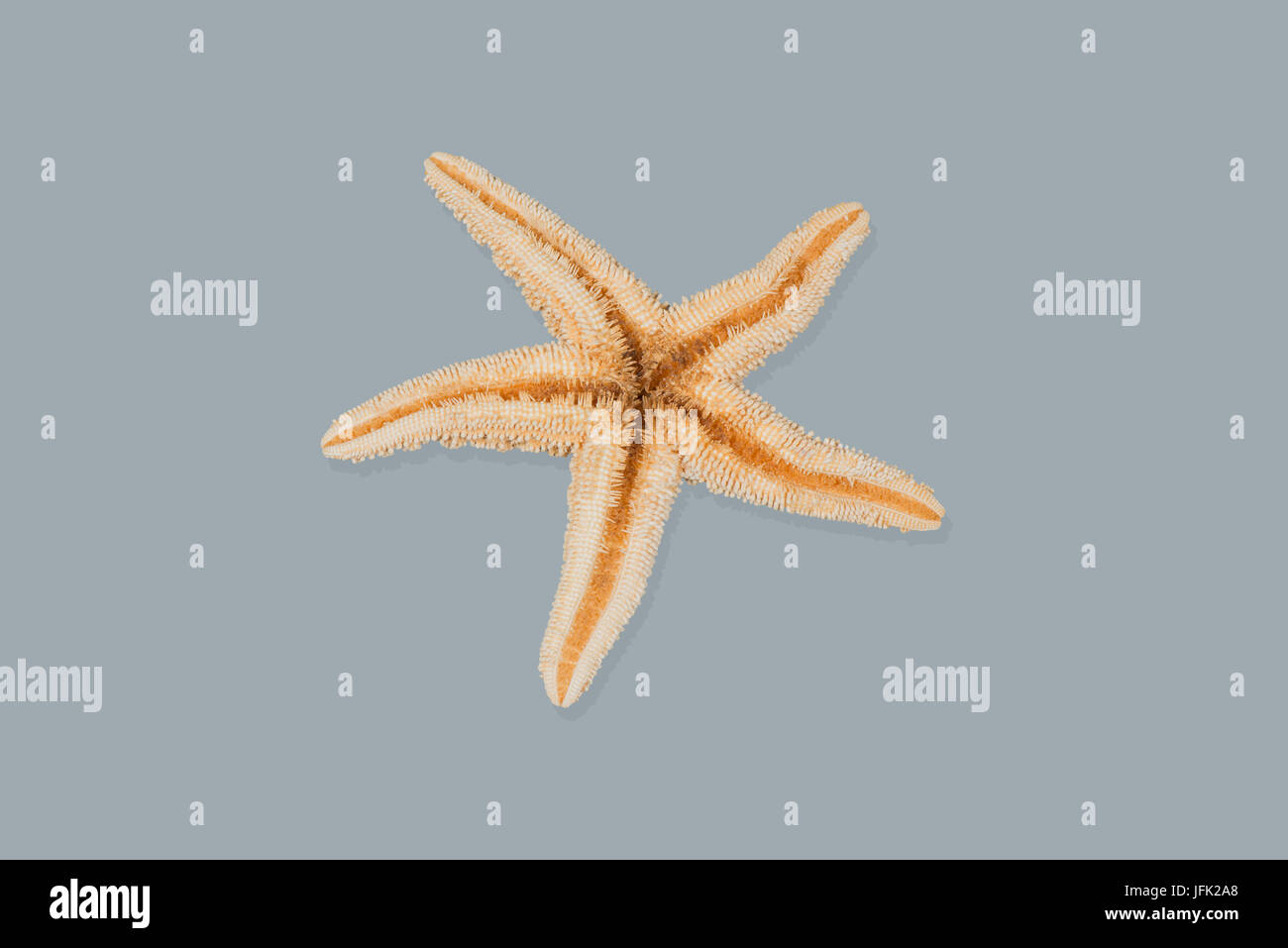 Étoile de mer sur la plage et photographiés sur fond blanc Banque D'Images