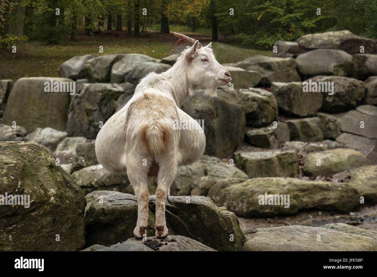 Pregnant midget goat Banque de photographies et d’images à haute