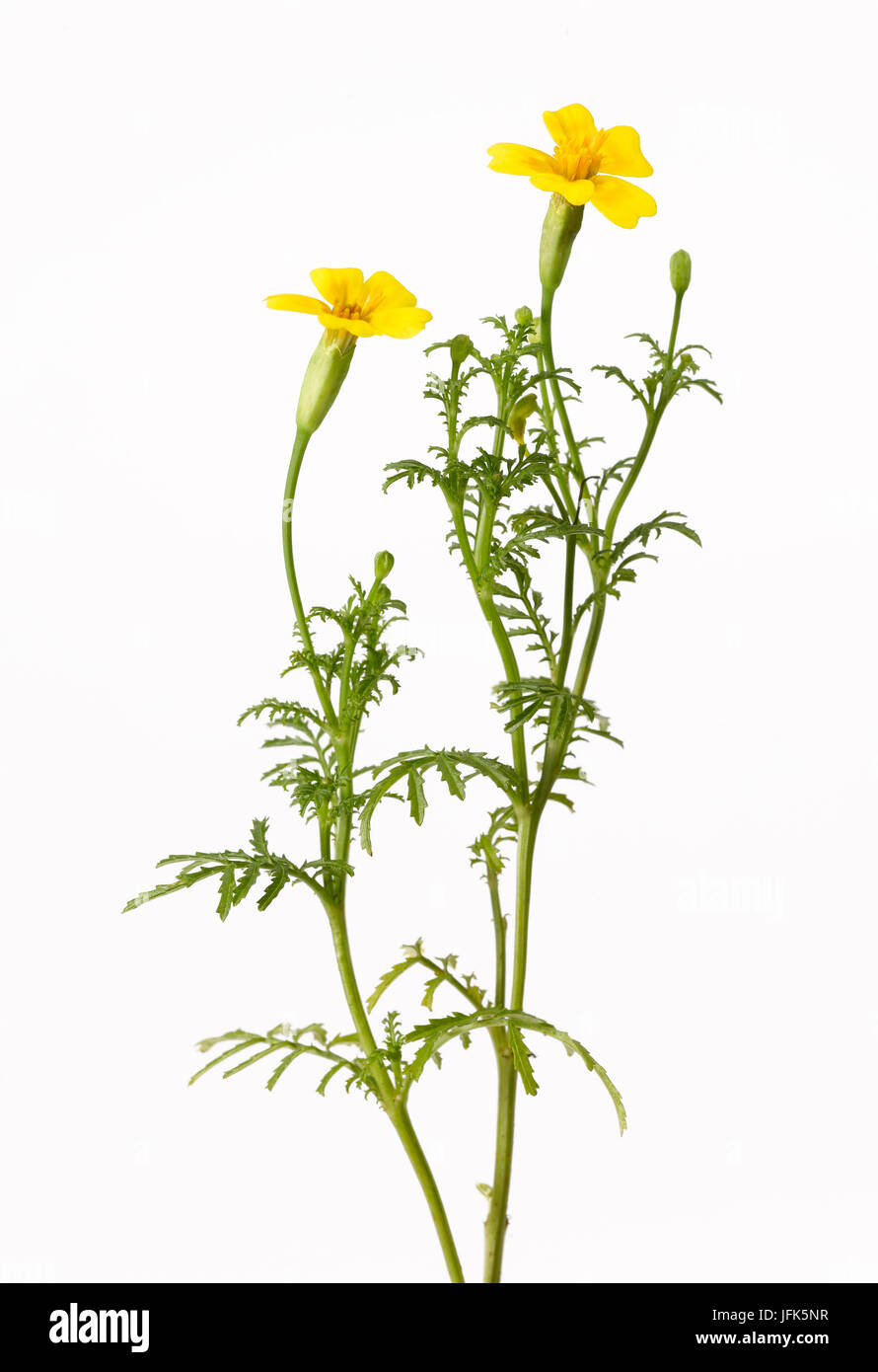 Fleurs de souci jaune Banque D'Images