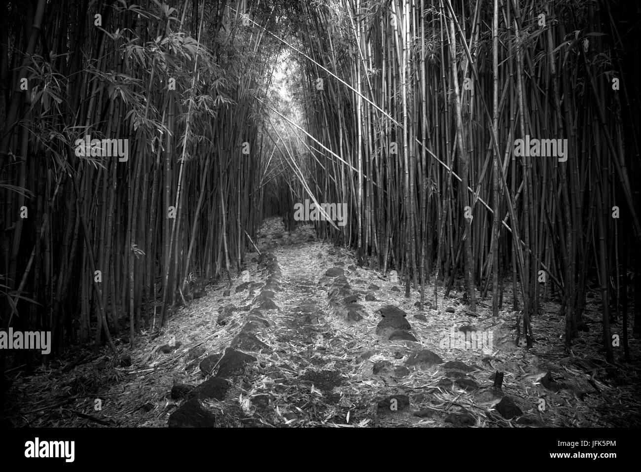 Forêt de bambou de Pipiwai Trail. Haliakala National Park, Hawaii Maui Banque D'Images
