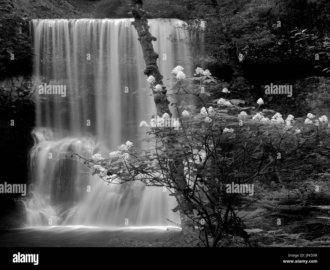 Bush et de sureau en fleurs du sud inférieur Falls. Silver Falls State Park, New York Banque D'Images