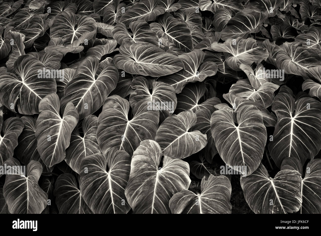 Close up of tropical feuilles. Hoomaluhia Botanical Gardens. Oahu, Hawaii Banque D'Images