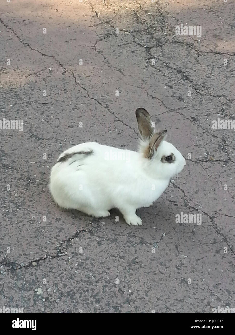 2014-06-14 18.46.59 BCE59491CEAB8 EBAAA Banque D'Images