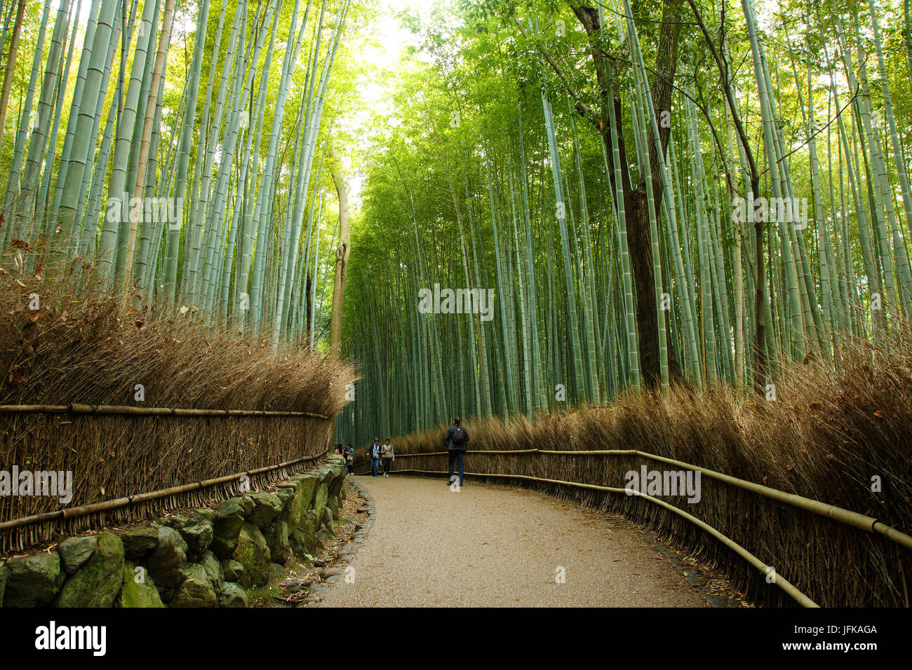 Arashyima forêt de bambous à Kyoto, Japon Banque D'Images