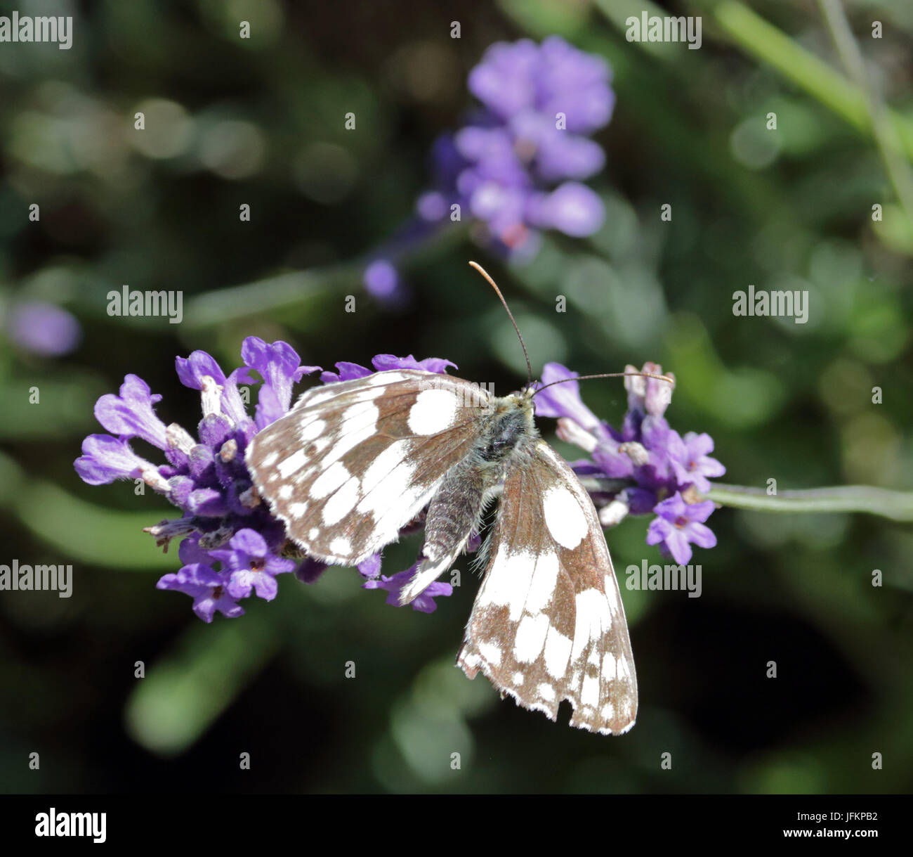 And Banstead, Surrey, UK. 2 juillet 2017. Alimentation papillon sur les fleurs dans les champs de lavande près de and Banstead, Surrey, sur une belle journée ensoleillée. Credit : Julia Gavin UK/Alamy Live News Banque D'Images