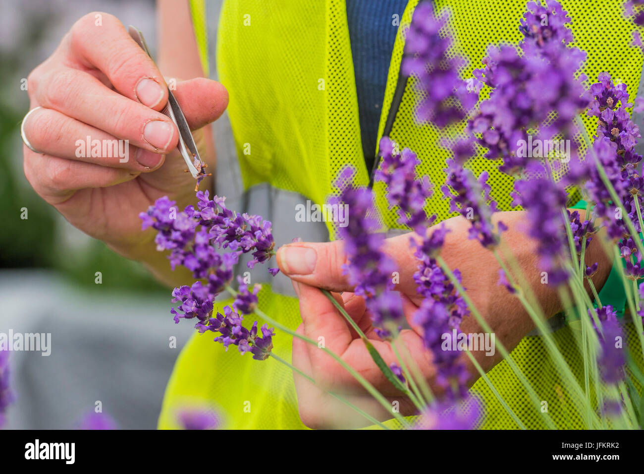 Hampton Court Palace, Londres, Royaume-Uni. 07 juillet, 2017. La lavande en pépinière Downderry est préparée avec des pincettes - Préparatifs de la Hampton Court Flower Show, organisé par la Royal Horticultural Society (RHS). Dans le parc de l'hôtel Hampton Court Palace, Londres, 02 Juillet 2017 Crédit : Guy Bell/Alamy Live News Banque D'Images