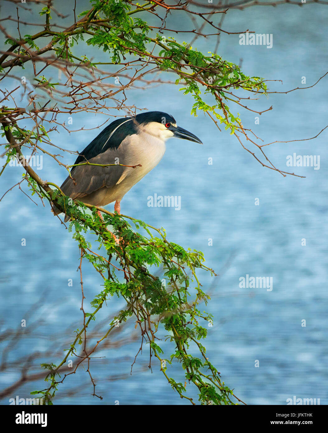 Black Crown Nigh Heron. Kealia Pond National Wildlife Refuge. Maui, Hawaii Banque D'Images