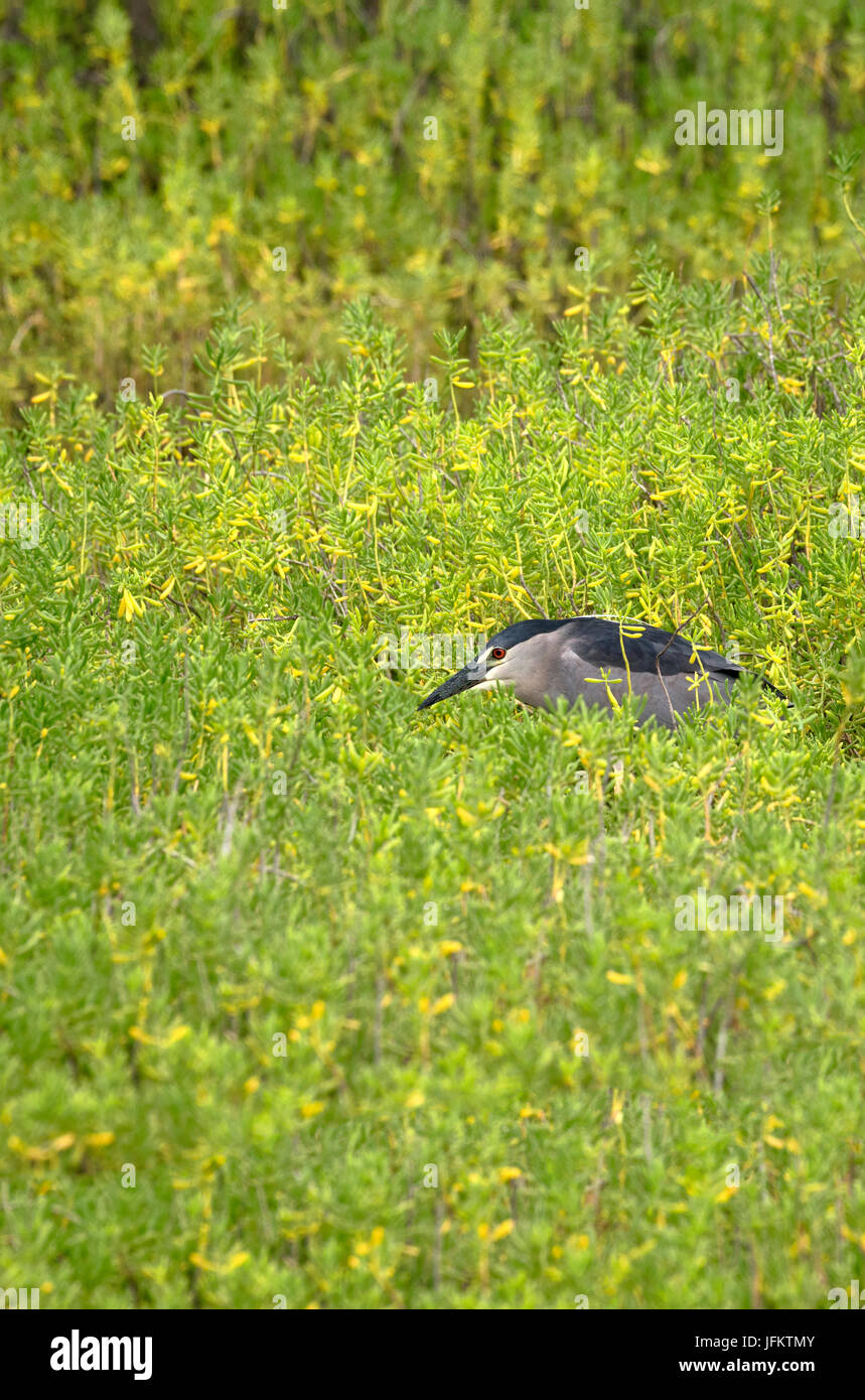 Black Crown Nigh Heron chasse en végétation haute Kealia Pond National Wildlife Refuge. Maui, Hawaii Banque D'Images