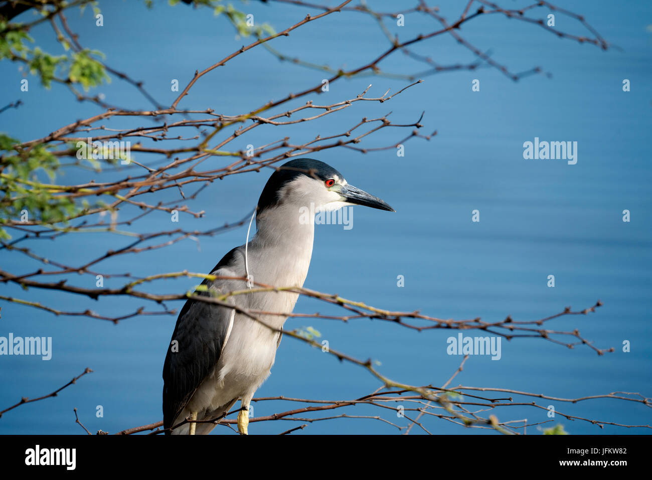 Black Crown Night Heron. Kealia Pond National Wildlife Refuge. Maui, Hawaii Banque D'Images