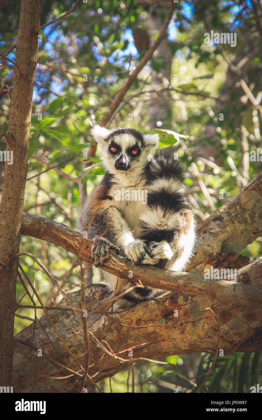 Ring tailed lemur Banque D'Images