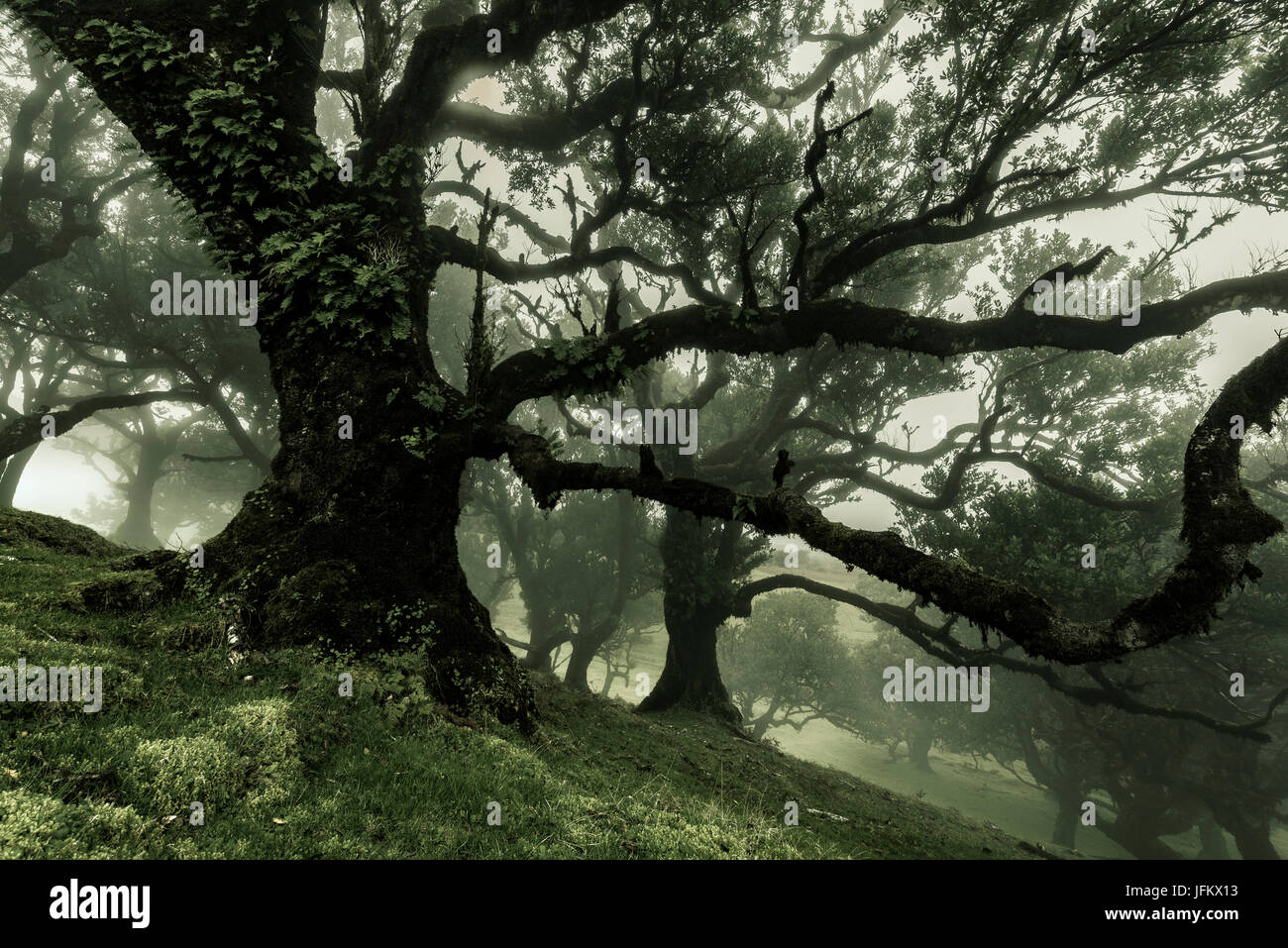 Arbre généalogique Stinkwood (Ocotea foetens) dans la brume, forêt laurifère, forêt de Laurissilva, Porto Moniz, Madeira, Portugal Banque D'Images