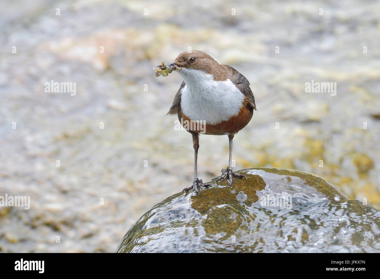 Balancier à poitrine blanche (Cinclus cinclus) avec des larves d'insectes, Tyrol, Autriche Banque D'Images