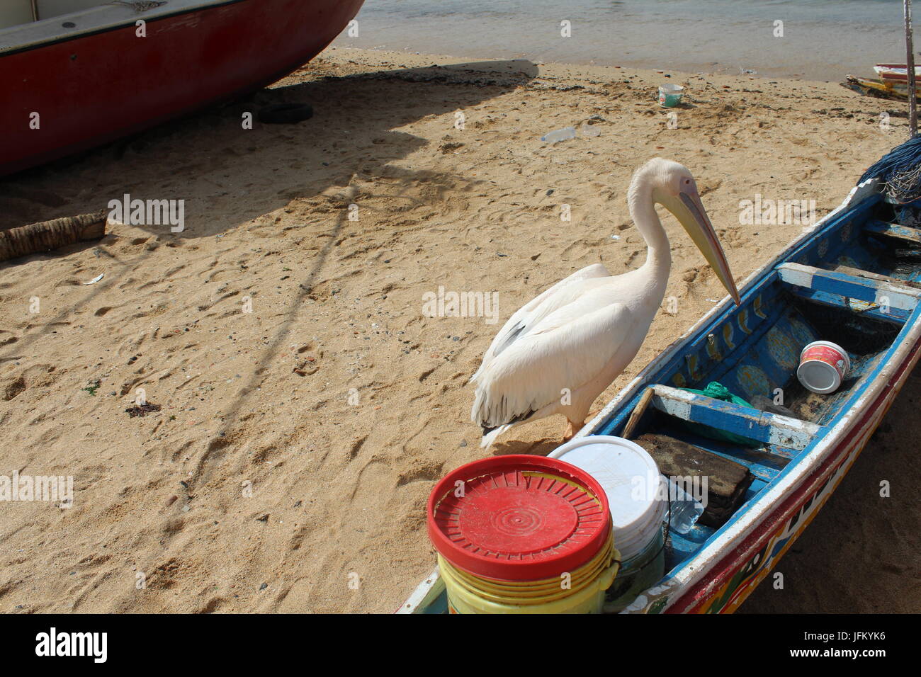 Pélican blanc Pelecanus Onoccrotalus à chercher de la nourriture dans un bateau de pêche abandonnés sur la plage de l'île de Gorée près de Dakar Banque D'Images