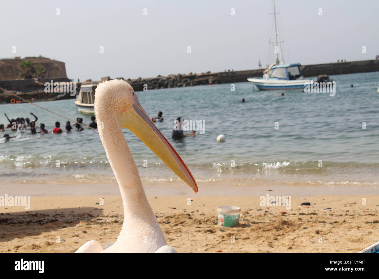 Pelican blanc de l'est debout sur la plage de l'île de Gorée en regardant l'océan Atlantique. Banque D'Images