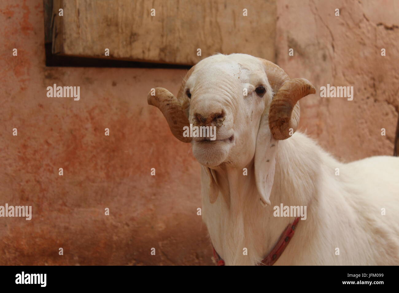 Billy Goat sur l'île de Gorée, au Sénégal, en posant pour l'appareil photo Banque D'Images