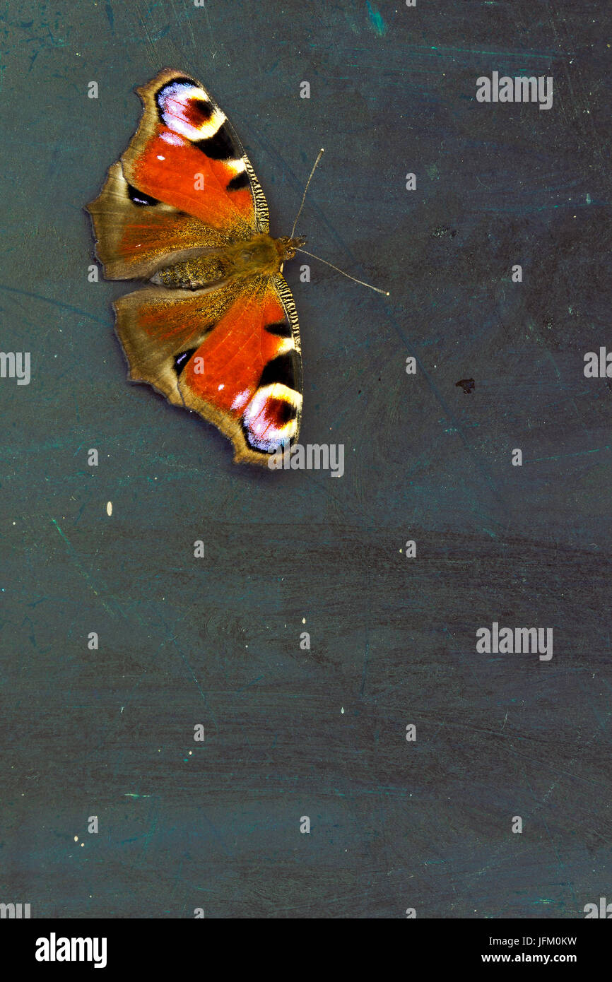 Papillon coloré (Aglais io) sur une surface de table en bois foncé Banque D'Images