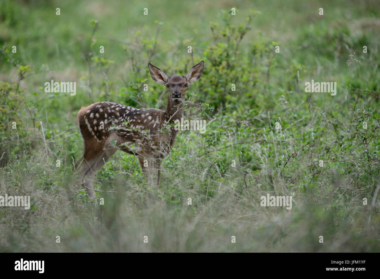 Red Deer mollet. Le Parc national Hoge Veluwe, Pays-Bas Banque D'Images