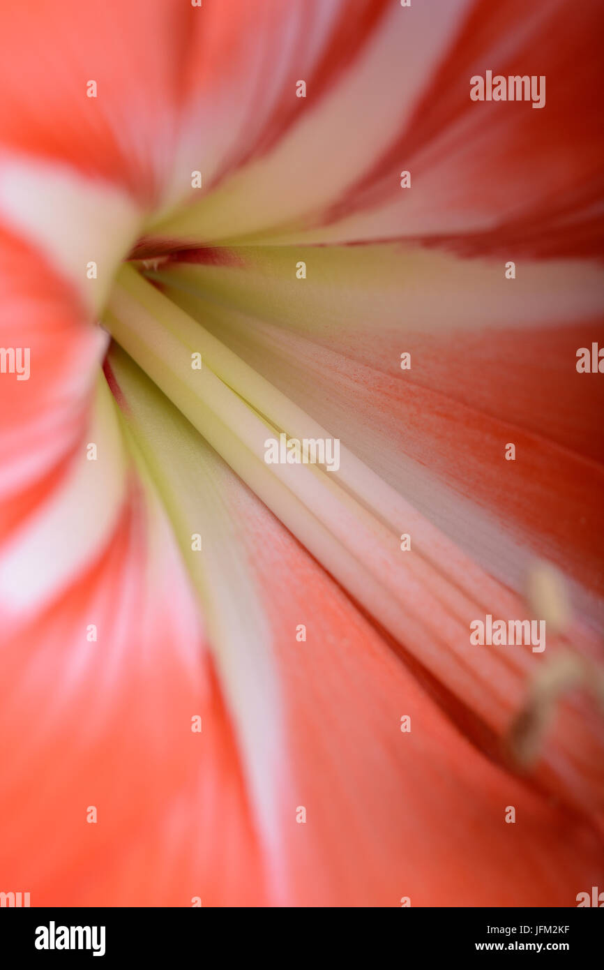 Fleur de lys rouge. Résumé fond. extreme close up Banque D'Images