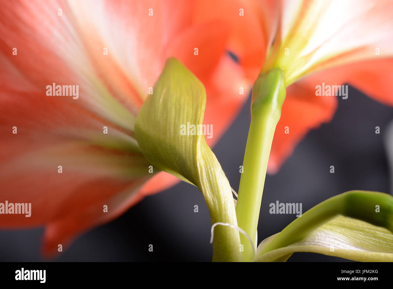Fleur de lys rouge. Résumé fond. extreme close up Banque D'Images