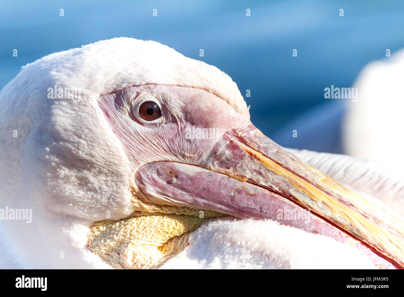Dans le parc s'asseoir ce beau pelican Banque D'Images