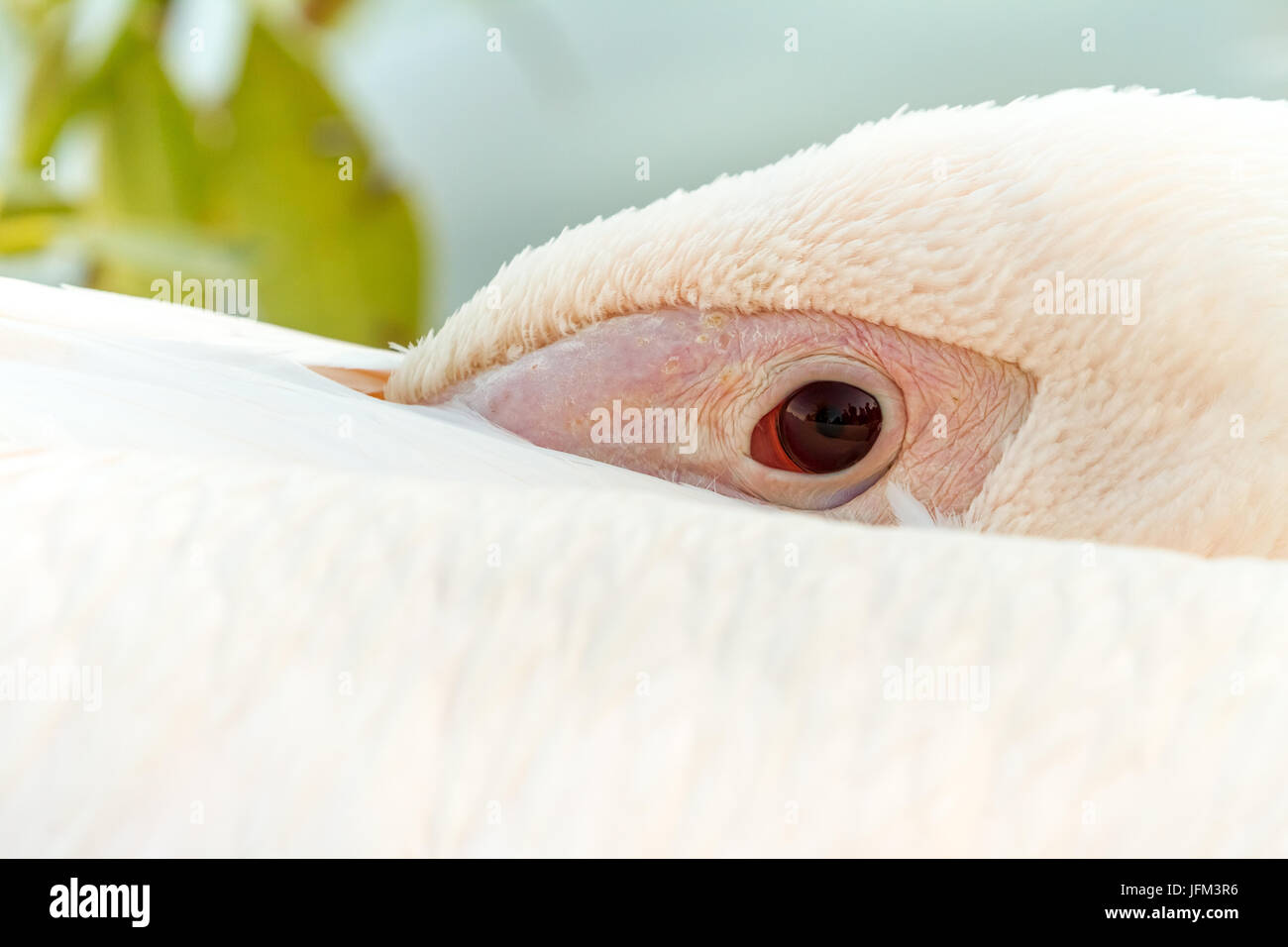 Dans le parc s'asseoir ce beau pelican Banque D'Images