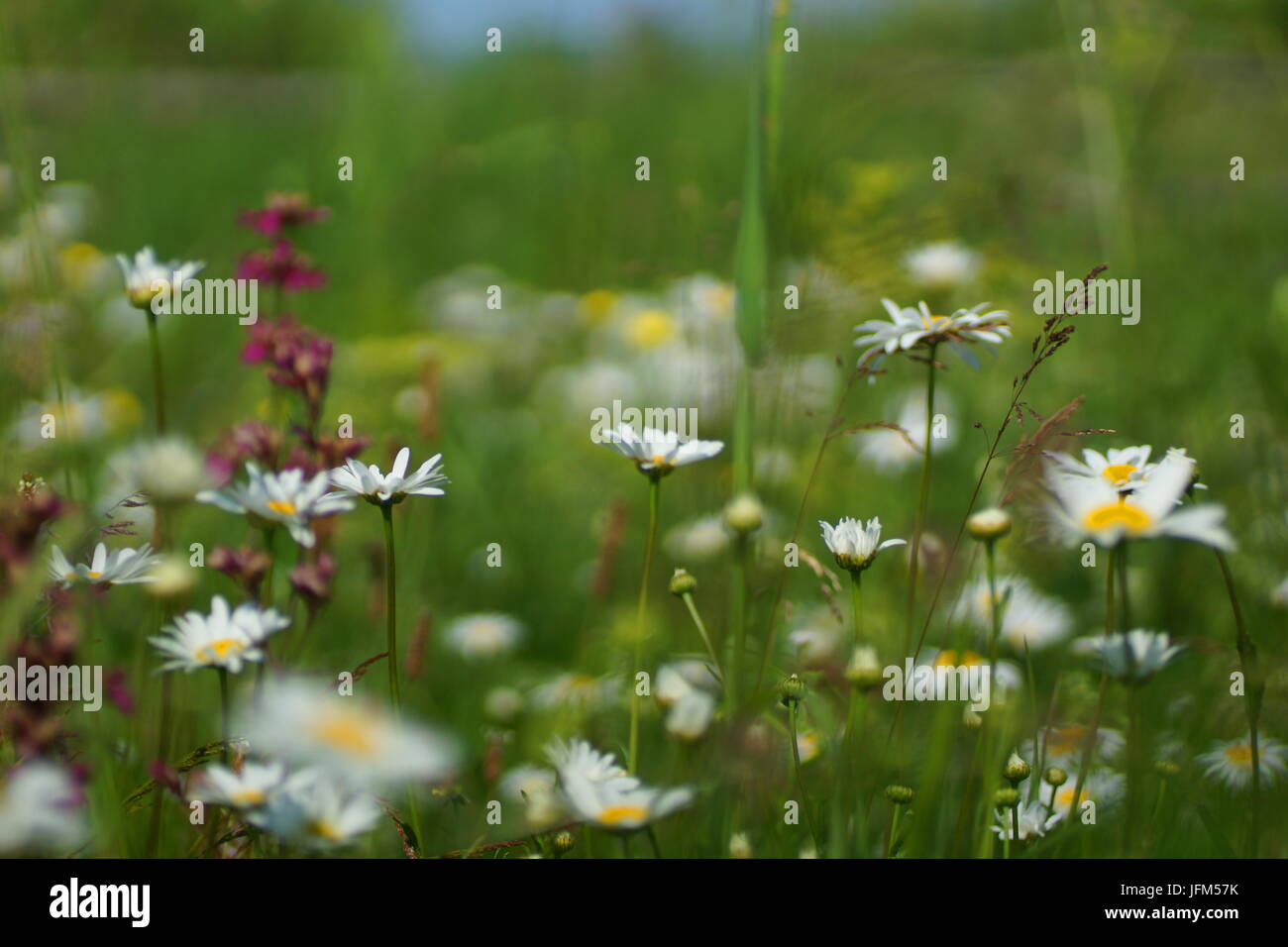 Fleurs et l'herbe éclairées par la lumière du soleil chaud de l'été sur un pré, abstract backgrounds naturel pour votre conception. Camomille Meadow Banque D'Images