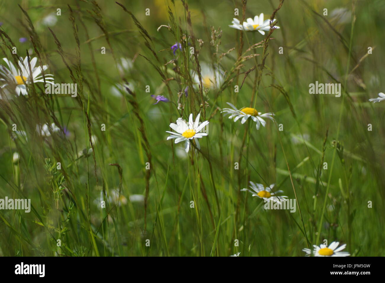 Fleurs et l'herbe éclairées par la lumière du soleil chaud de l'été sur un pré, abstract backgrounds naturel pour votre conception. Camomille Meadow Banque D'Images