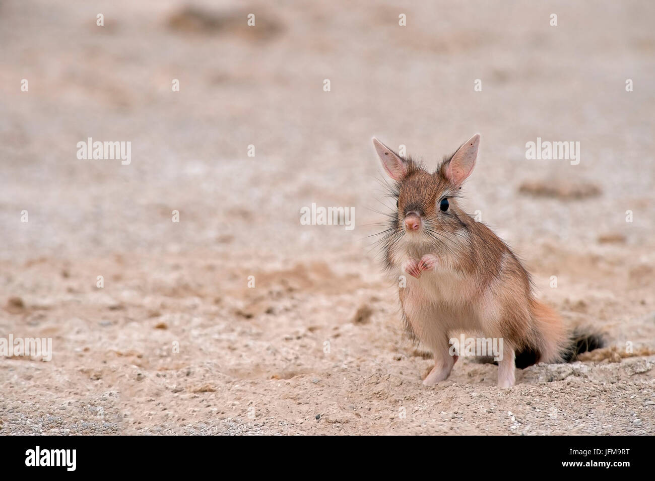 Le parc d'Amboseli, Kenya, Afrique le train ou Cape hare cavalier est un petit mammifère rongeur qui se déplace presque exclusivement de nuit, d'être en mesure de photographier la lumière du jour est une rareté Banque D'Images