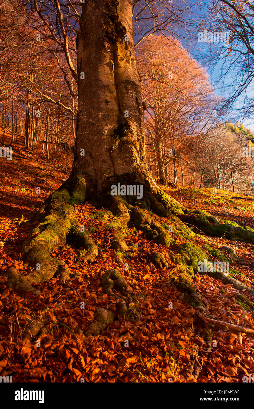 Baremone, Brescia, Lombardie, Italie photographie du gros plan d'un arbre en automne Banque D'Images